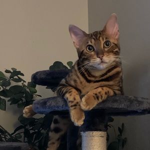 Meet your Posher, Rhianna